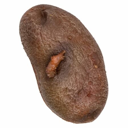 La Patate - immagine 5