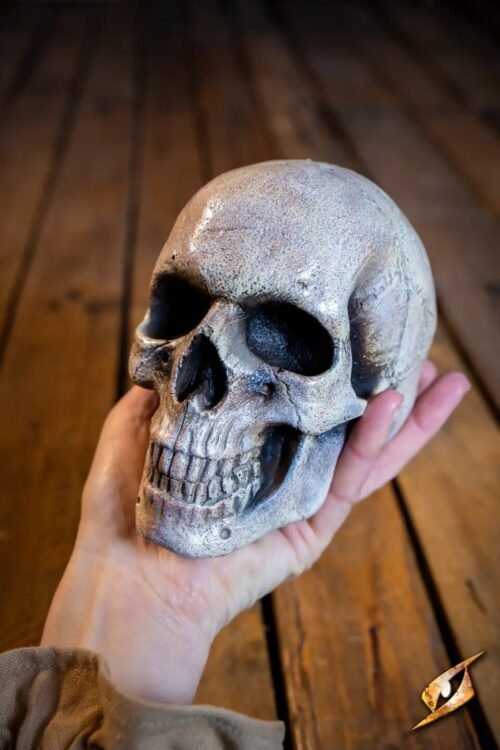 Medium Skull